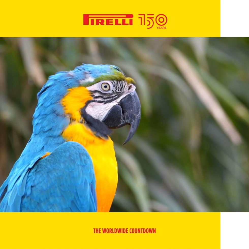 Pirelli 150 Yeara